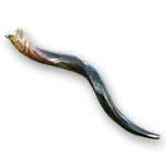 Medium Yemenite Shofar (#35)