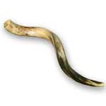 Small Yemenite Shofar (#30)