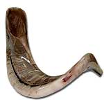 Large Jericho Ram Horn Shofar