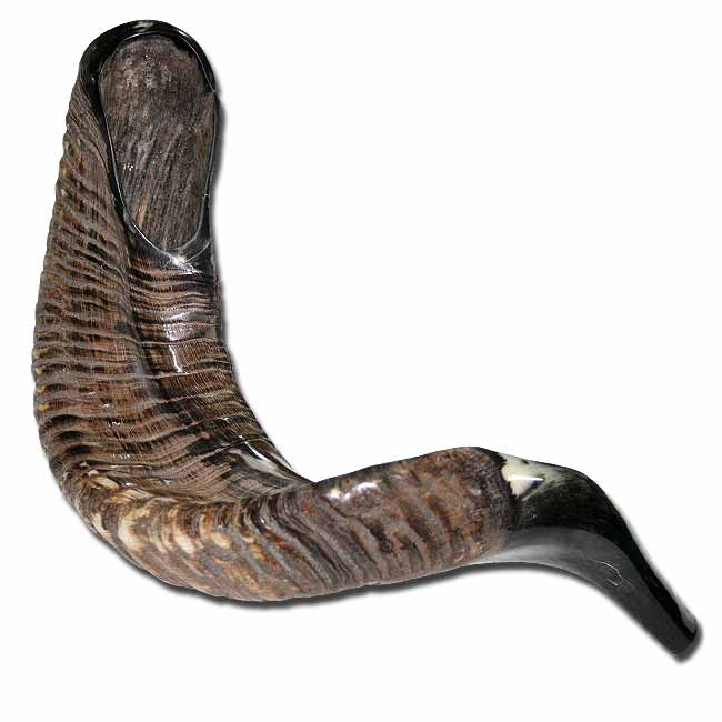 Beautiful Jericho Ram Shofar