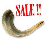 Shofar. Rams Horn. Medium size. (#C30)