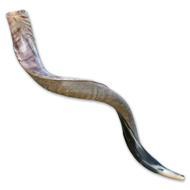 Jumbo Yemenite / Kudu Shofar