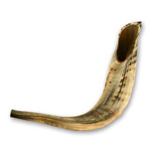 Extra-Large Ram Horn Shofar: Size 16-18 inches / 40-45 cm