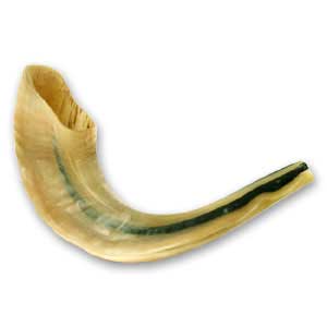 Polished Large Ram Horn Shofar  Size 14-16
 inches / 35-40 cm
