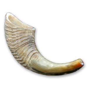 Small Ram Horn Shofar Size : 8-10 inches 20-25 cm
