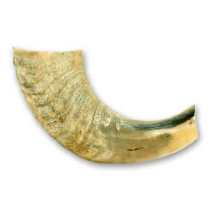 Extra-Small Ram Horn Shofar(#E10)