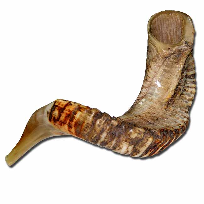 100 Kosher XLarge Jericho Ram Horn Shofar