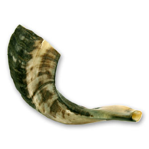 Shofar Ram (Carnero) mediano (#C 30)