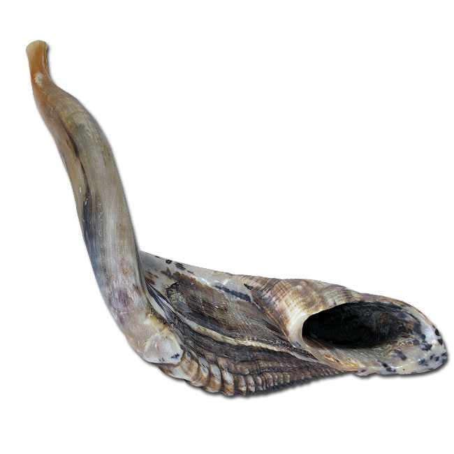 Rare Jericho Shofar. Ram's Horn shofar Shofars from Israel.
