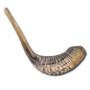Traditional Kosher Natural Finish Ram’s Horn Shofar 