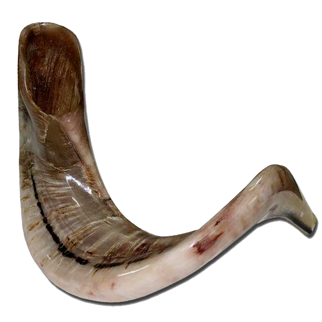 Beautiful Jericho Ram Shofar