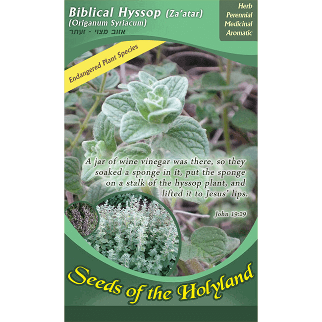 Biblical Hyssop Seeds of the Holy Land