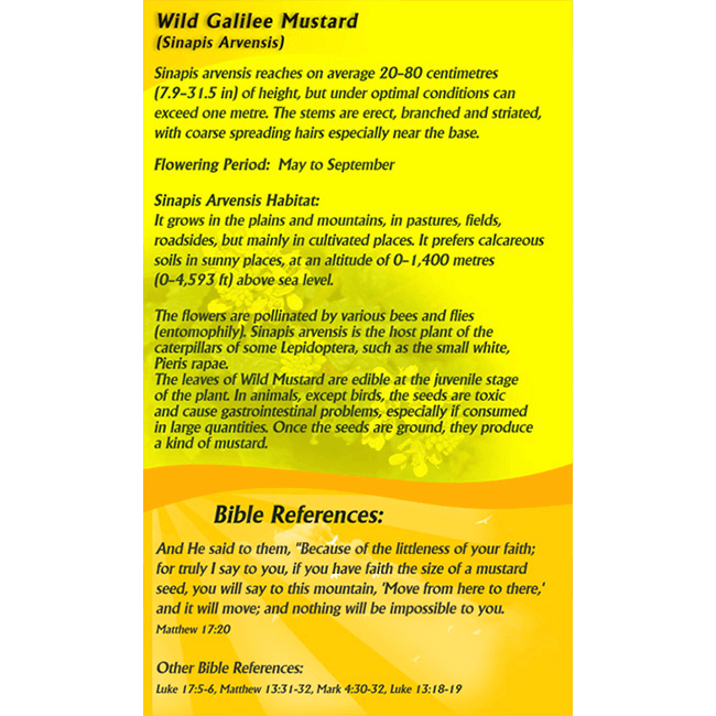 wild galilee mustard seeds of the holy land if you have faith the size of a mustard seed