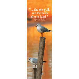 Armenian Gull Israel Wildlife Bookmark