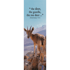 Nubian Ibex Israel Wildlife Bookmark