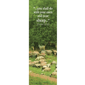 Sheep Israel Wildlife Bookmark