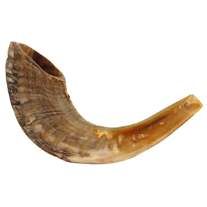 Ram Horn Shofar Size 11-12 inches 25-30 cm
