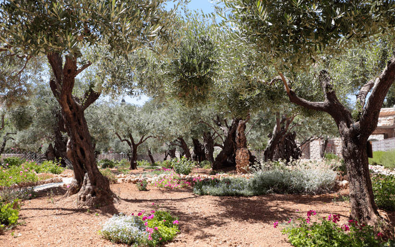 Frankincense and Myrrh in the Bible